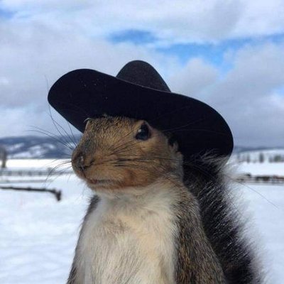 A squirrel in a cowboy hat